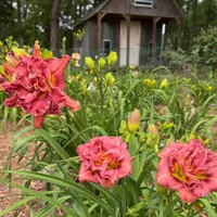 4Kings Daylilies thumbnail
