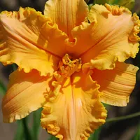 Ruffled Orange Pretzel catalog image