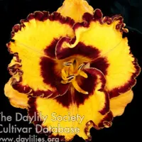 Disco Music catalog image