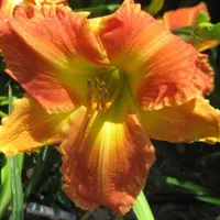 Siloam Sunburst catalog image