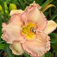 Reyna catalog image