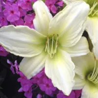 Lime Frost catalog image