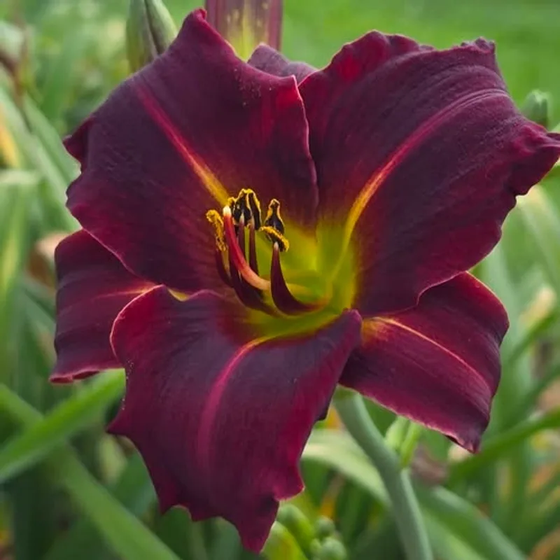 Bridget from Darin's Daylily Patch