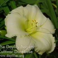 White Opal catalog image